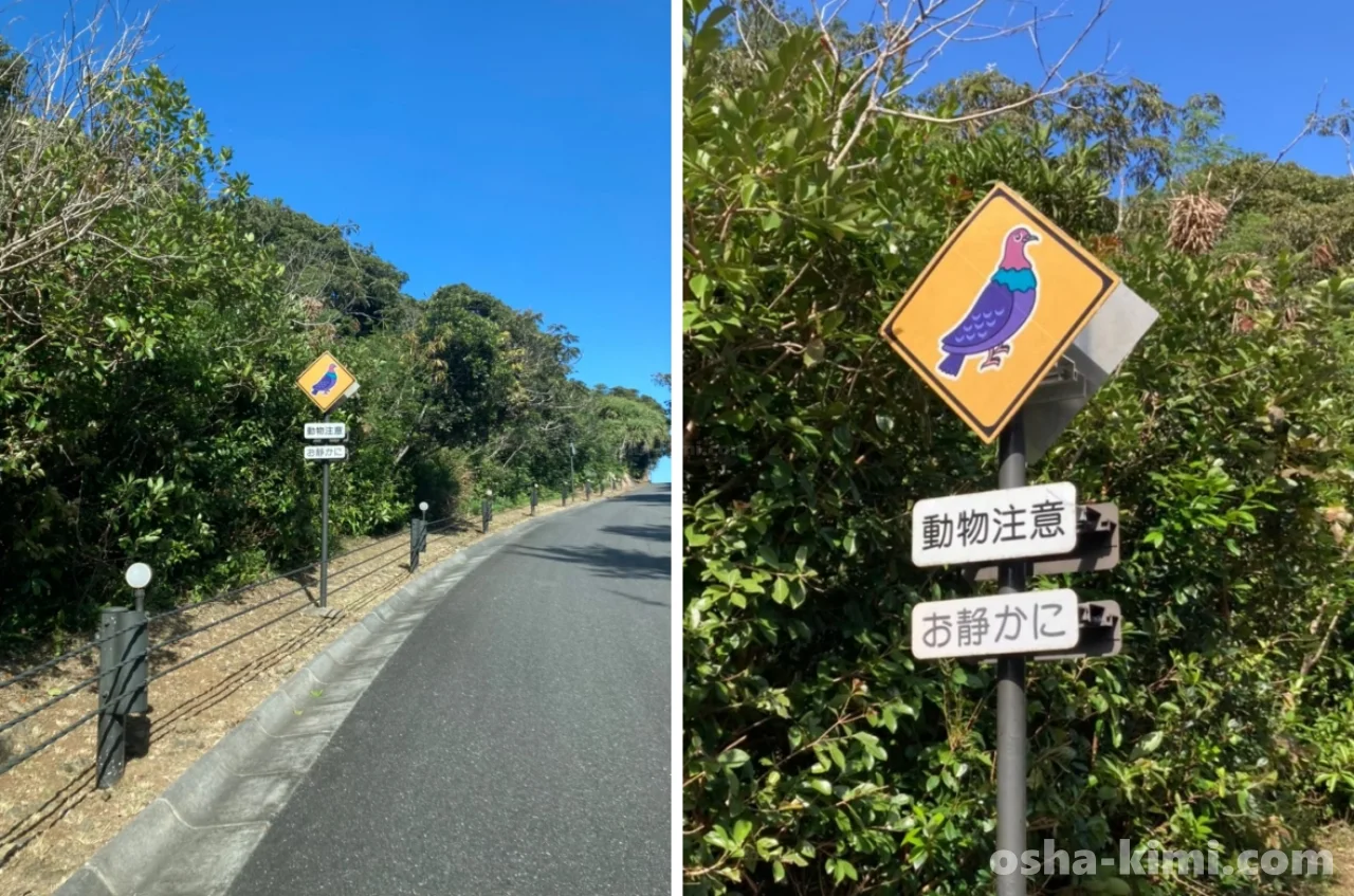 父島にある道路標識には絶滅危惧種のアカガシラカラスバトが描かれている
