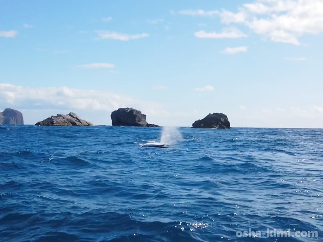父島ホエールウォッチング中クジラの潮吹きが見えた